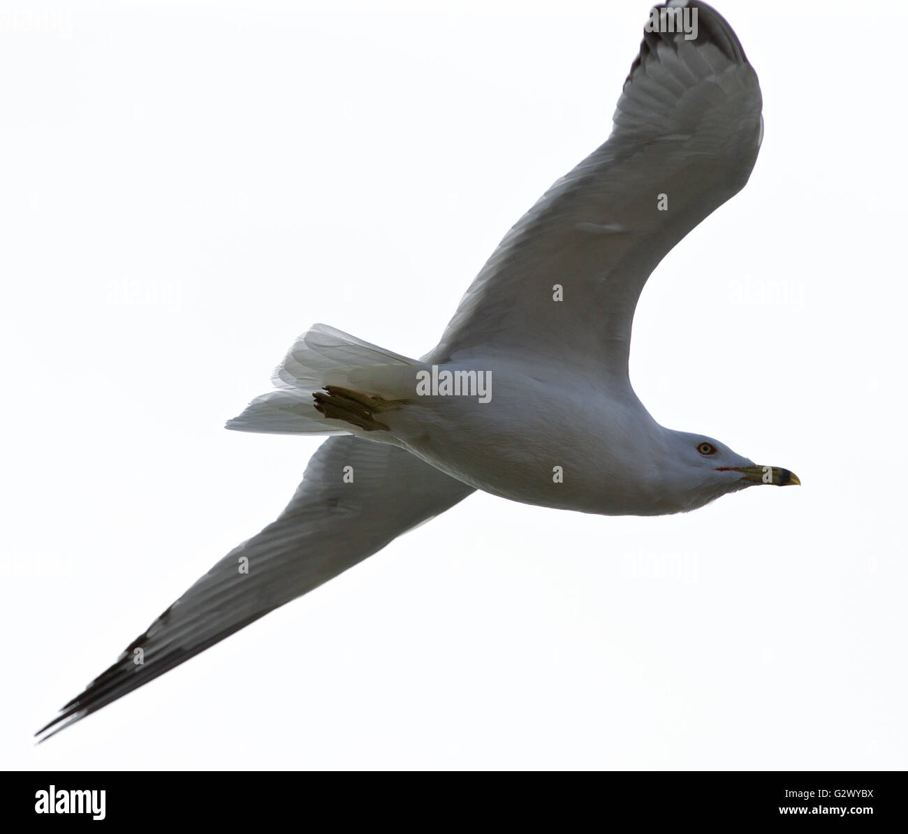Beautiful isolated image of the calm gull in flight Stock Photo