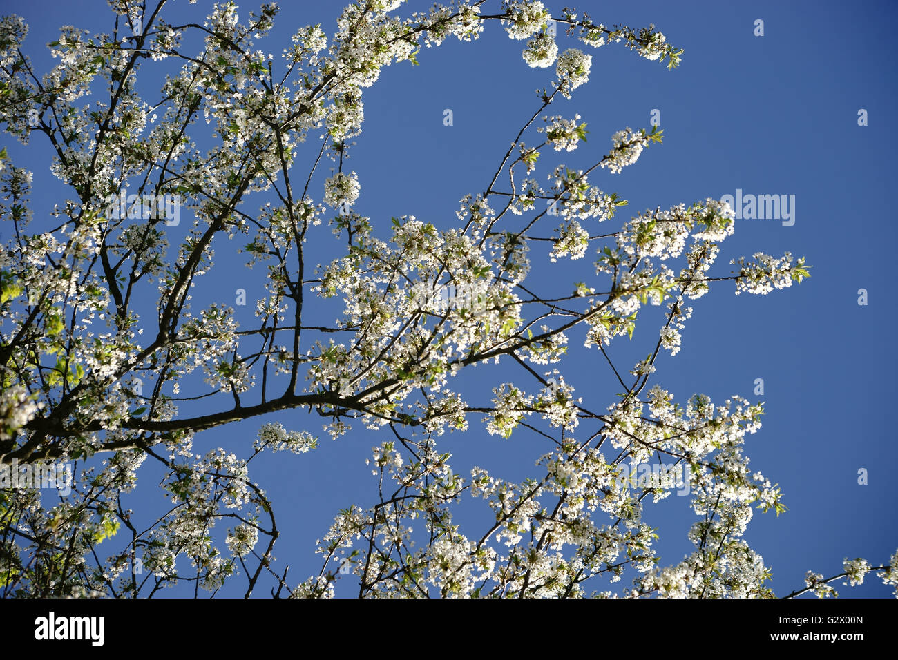 White cherry tree blossoms Stock Photo Alamy