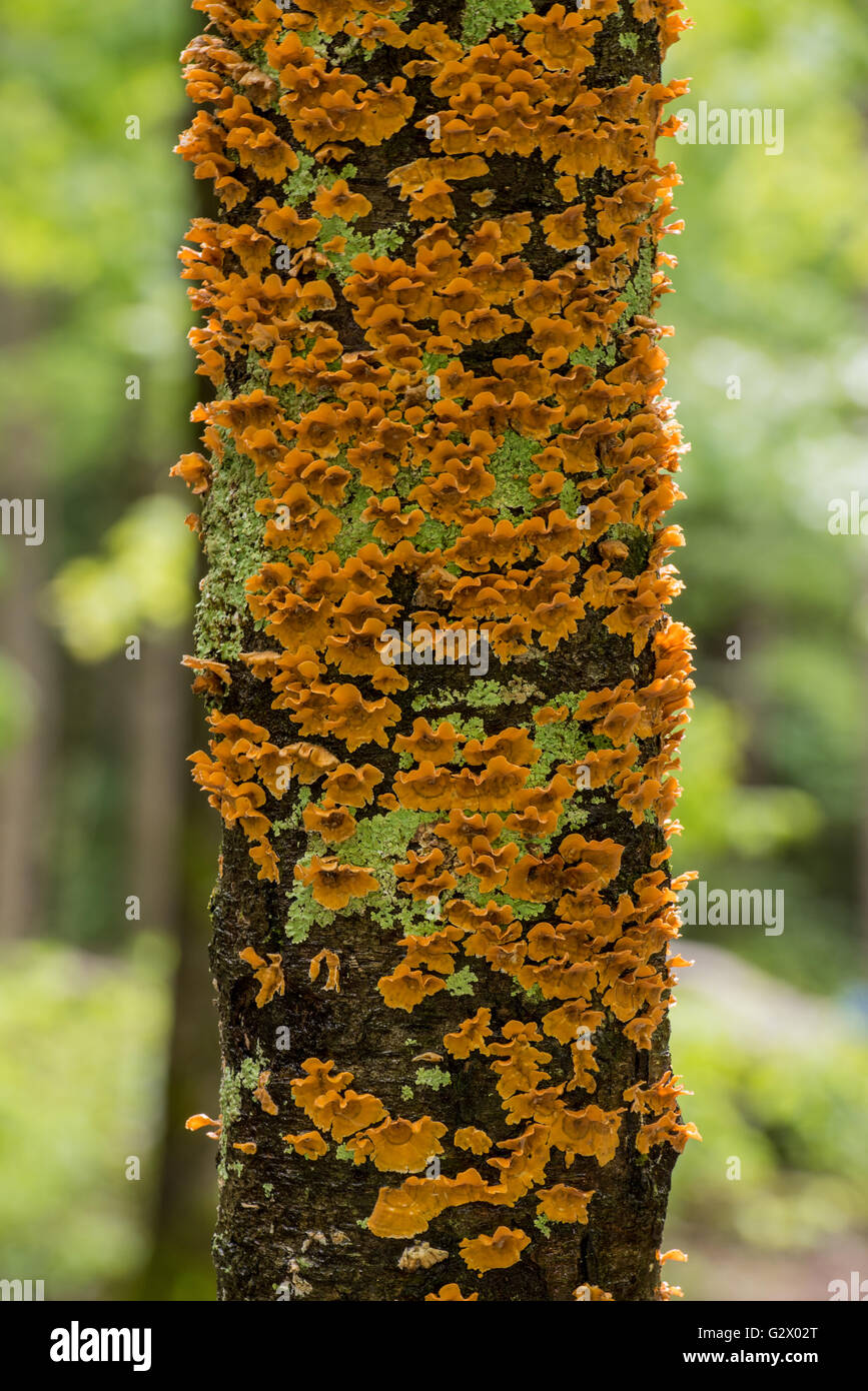 Flaky Orange Fungus Grows on Tree Trunk in summer forest Stock Photo