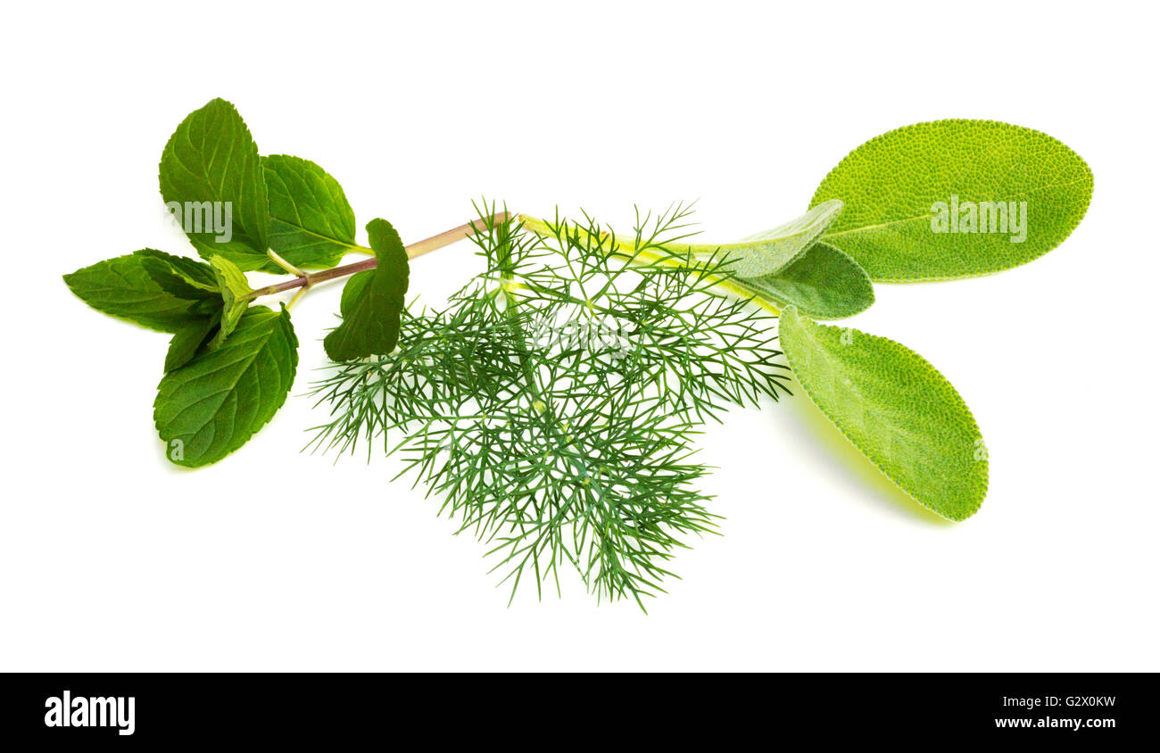 Mint dill hires stock photography and images Alamy