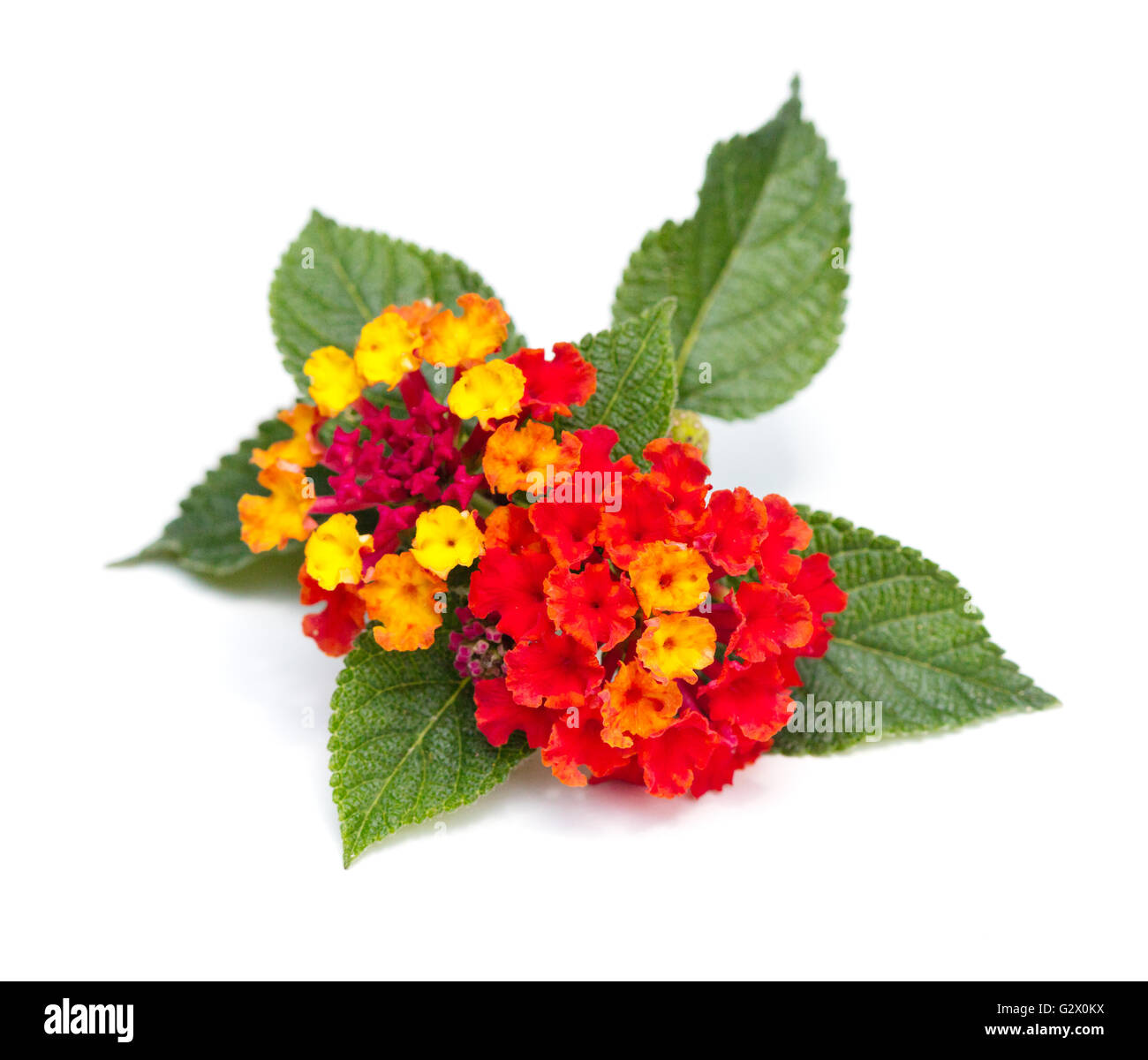 Colorful Lantana blossoms (Verbenaceae) on a white background Stock Photo