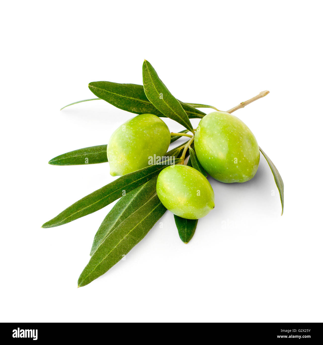 Three green ripe olives on branch, isolated Stock Photo