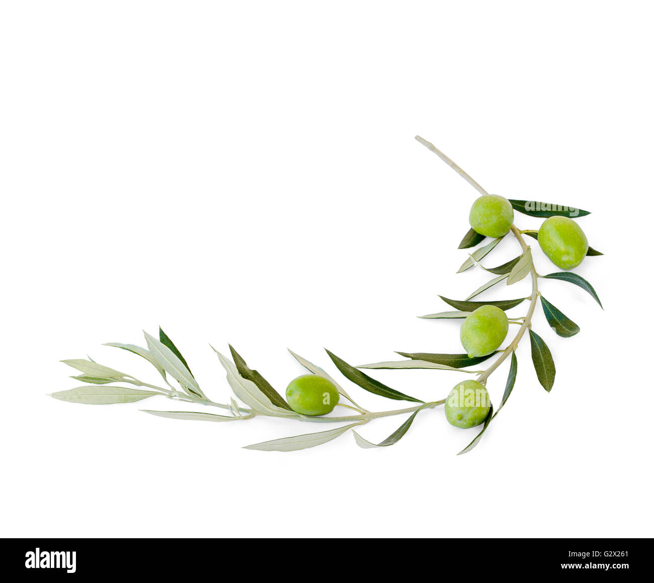 Five green ripe olives on branch, isolated Stock Photo