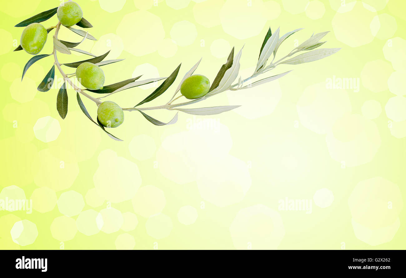 Five green ripe olives on branch, blurred background Stock Photo