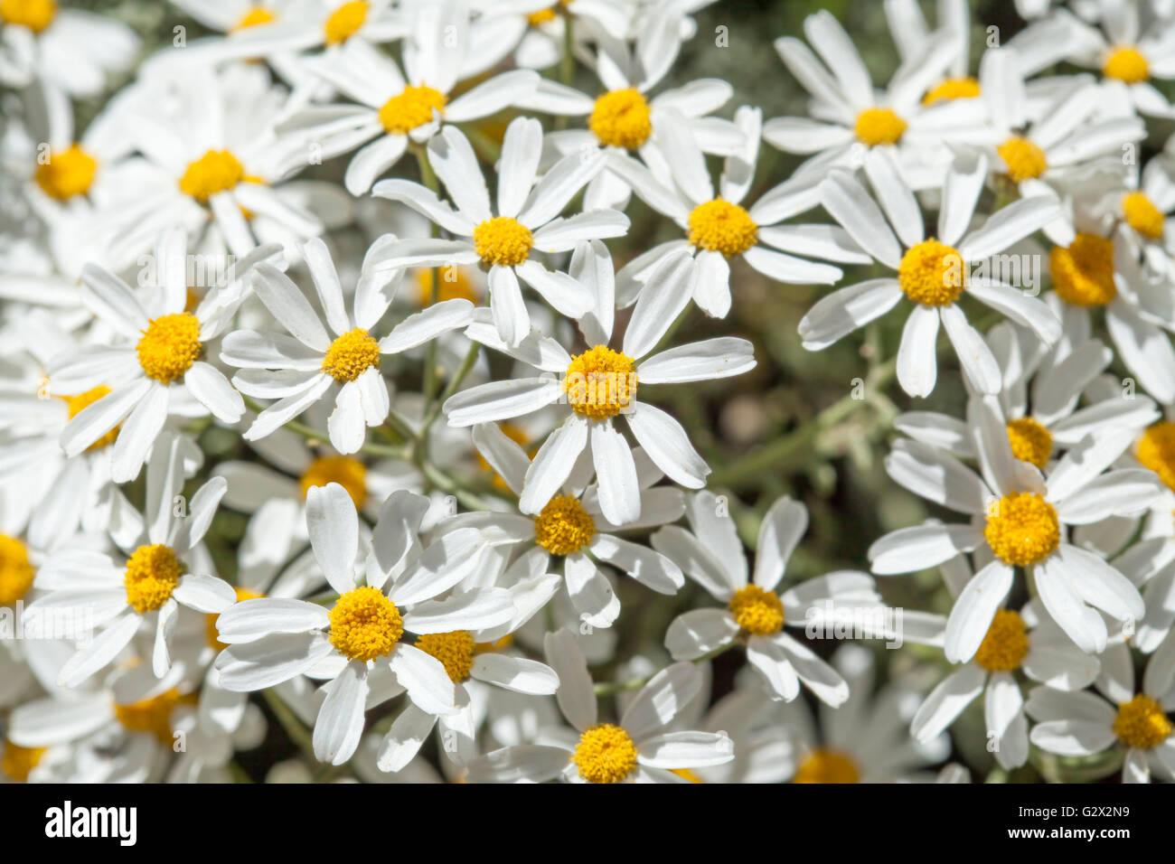 Flora of Gran Canaria -  Tanacetum ptarmiciflorum, silver leaf plant, endemic to the island and endangered Stock Photo