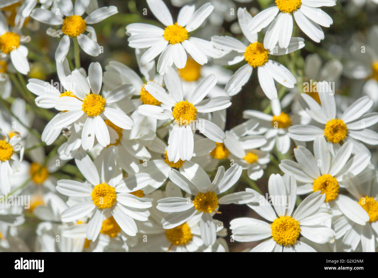 Flora of Gran Canaria -  Tanacetum ptarmiciflorum, silver leaf plant, endemic to the island and endangered Stock Photo