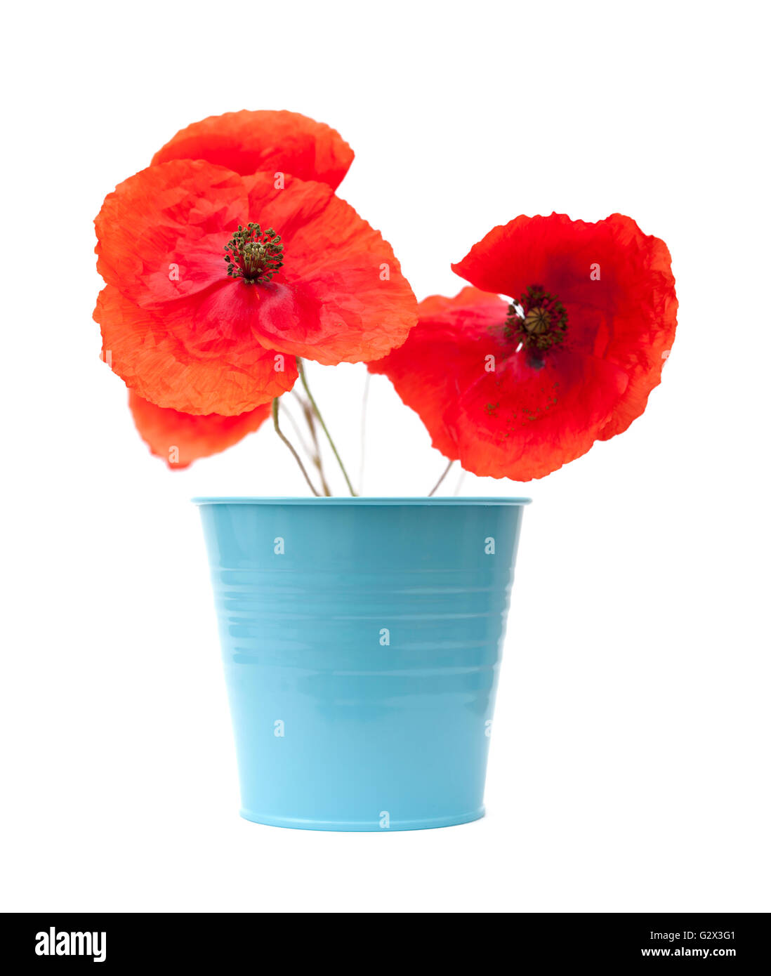bright red poppy isolated on white background Stock Photo - Alamy