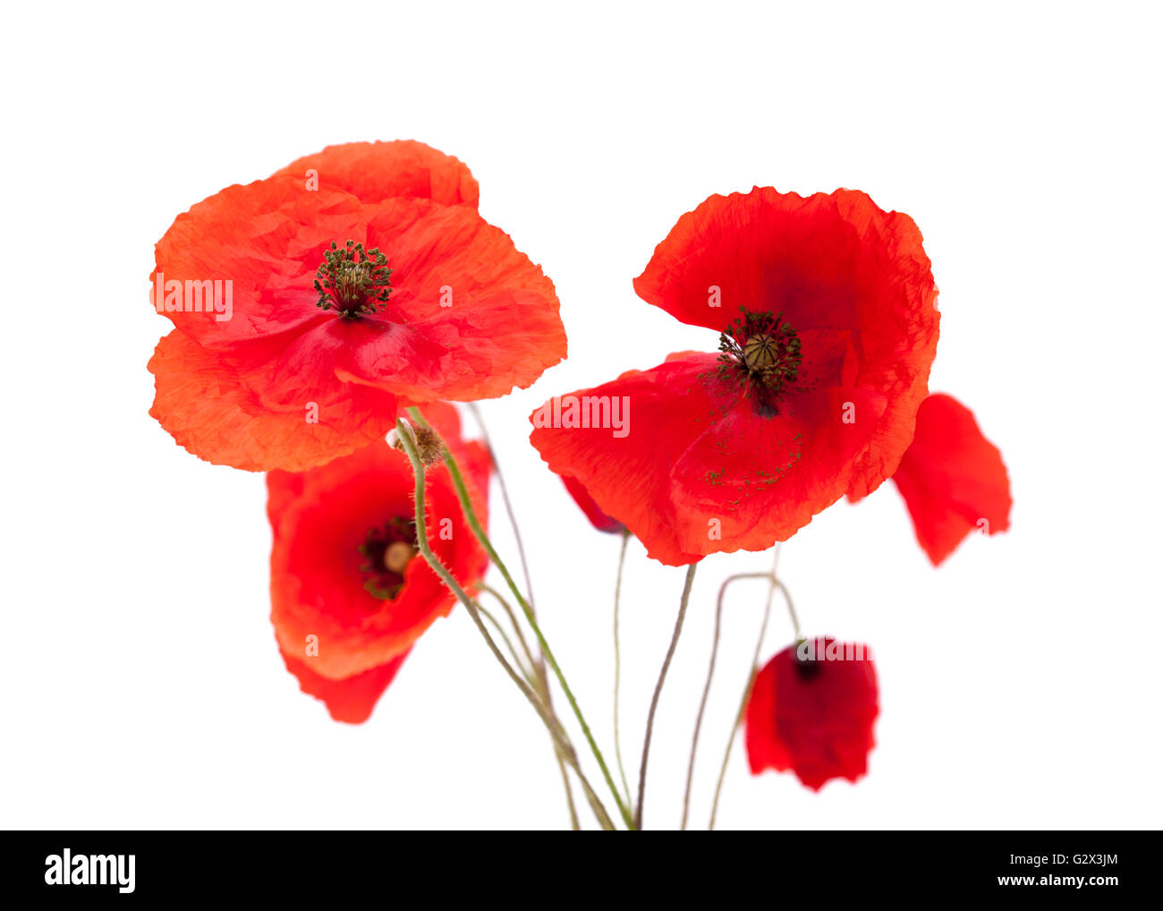 bright red poppy isolated on wjite background Stock Photo - Alamy