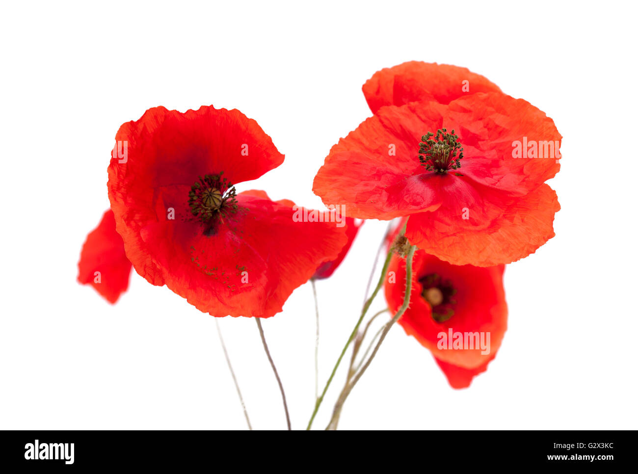 bright red poppy isolated on wjite background Stock Photo - Alamy