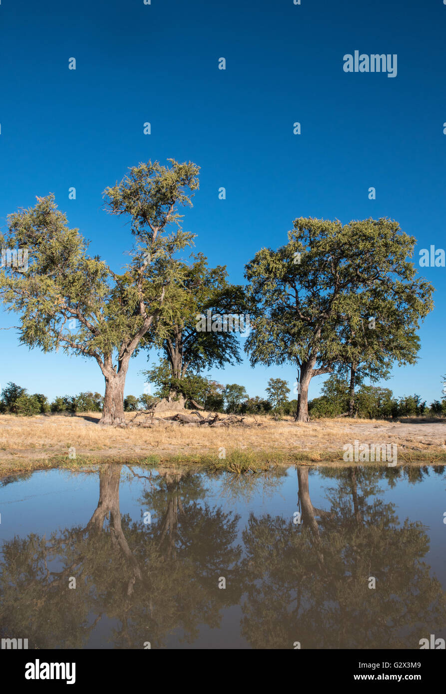 Trees reflected in a water hole near Nehimba in Hwange National Park Zimbabwe Stock Photo