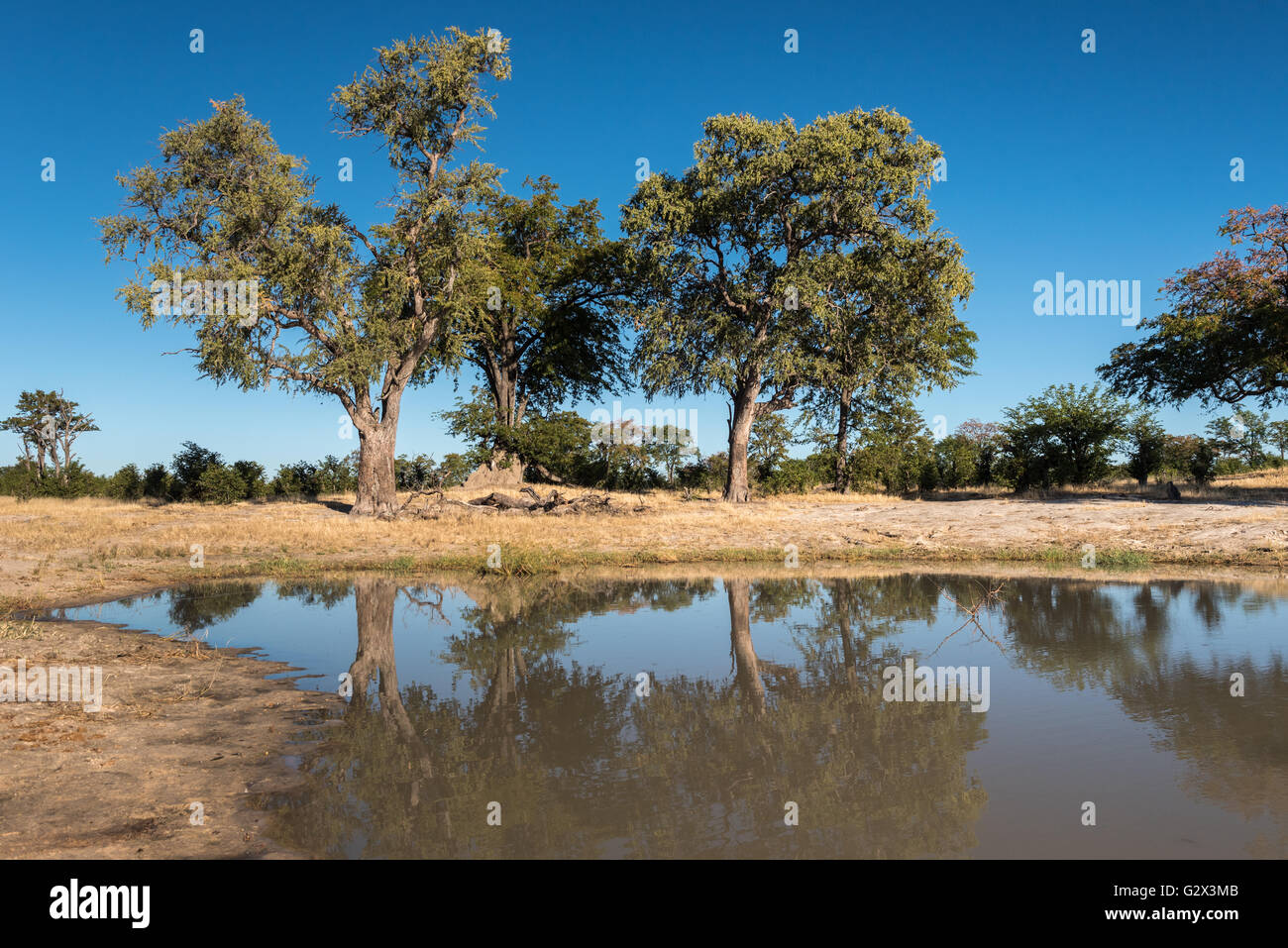 Jackalberry trees reflected in a water hole near Nehimba in Hwange national Park Stock Photo