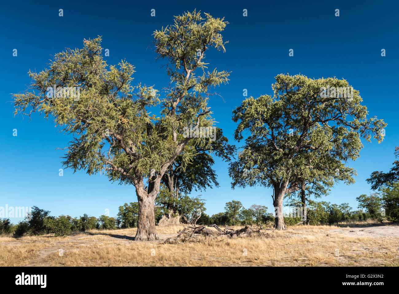 Jackalberry Trees in Hwange National Park Zimbabwe Stock Photo