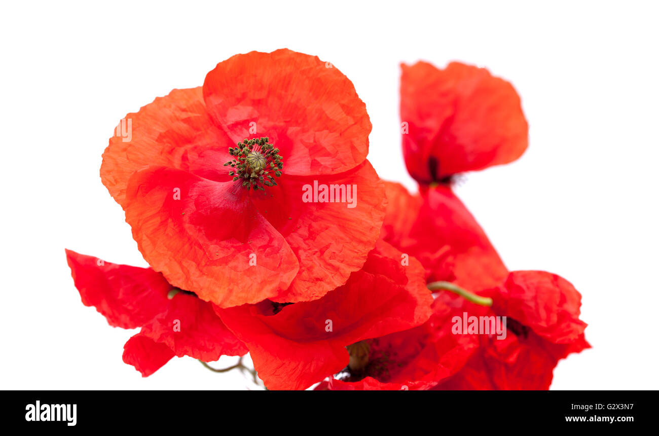 bunh of bright red poppies isolated on wjite background Stock Photo - Alamy