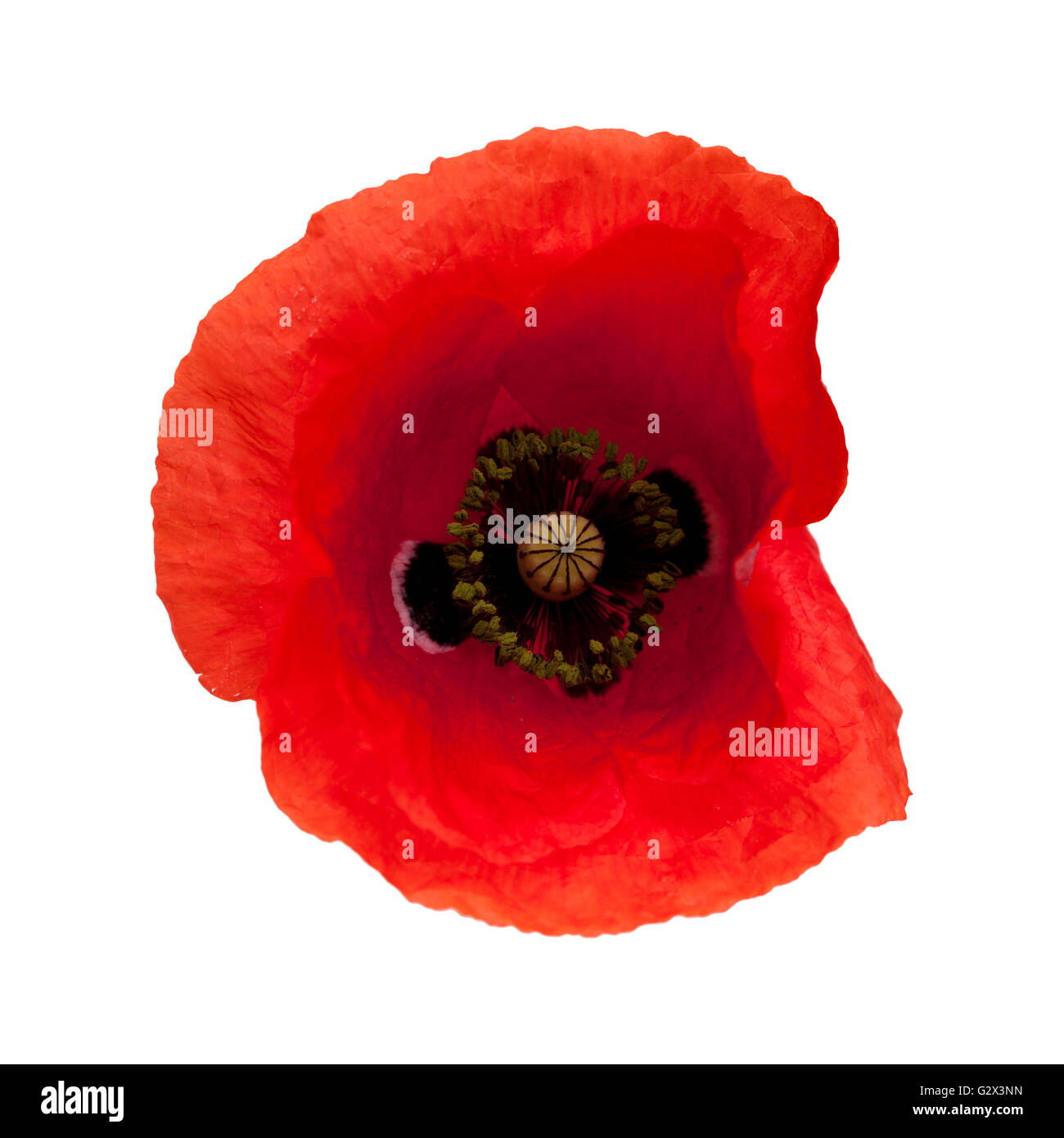 bright red poppy isolated on wjite background Stock Photo - Alamy