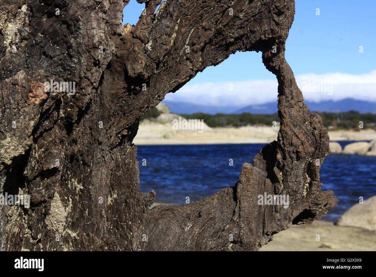 dry tree trunk on the shore of a lake Stock Photo