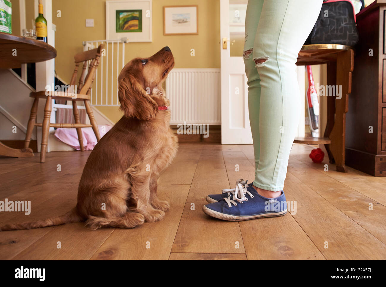 Cocker spaniel puppy training hires stock photography and images Alamy
