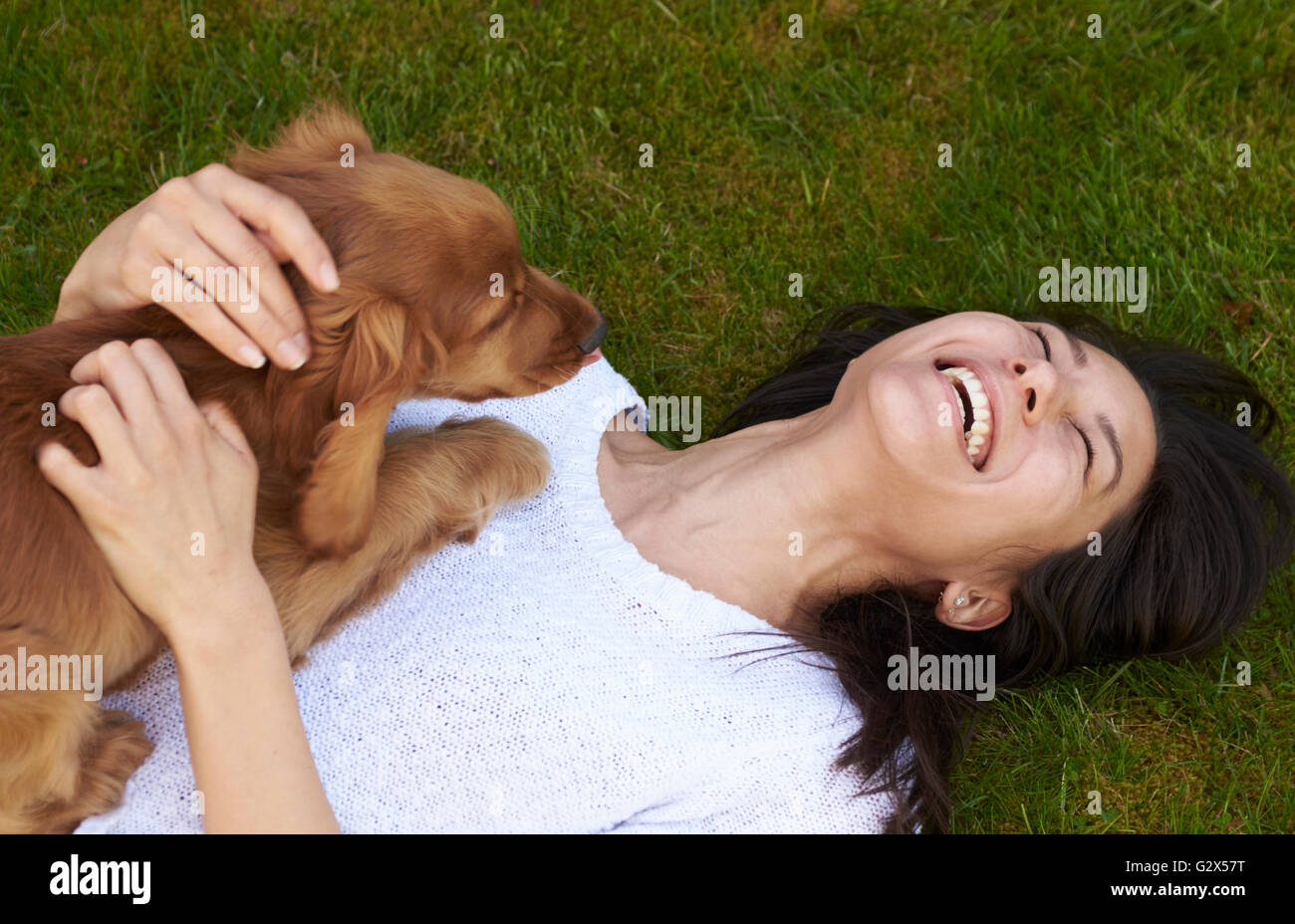 Owner Playing With Cocker Spaniel Puppy In Garden Stock Photo