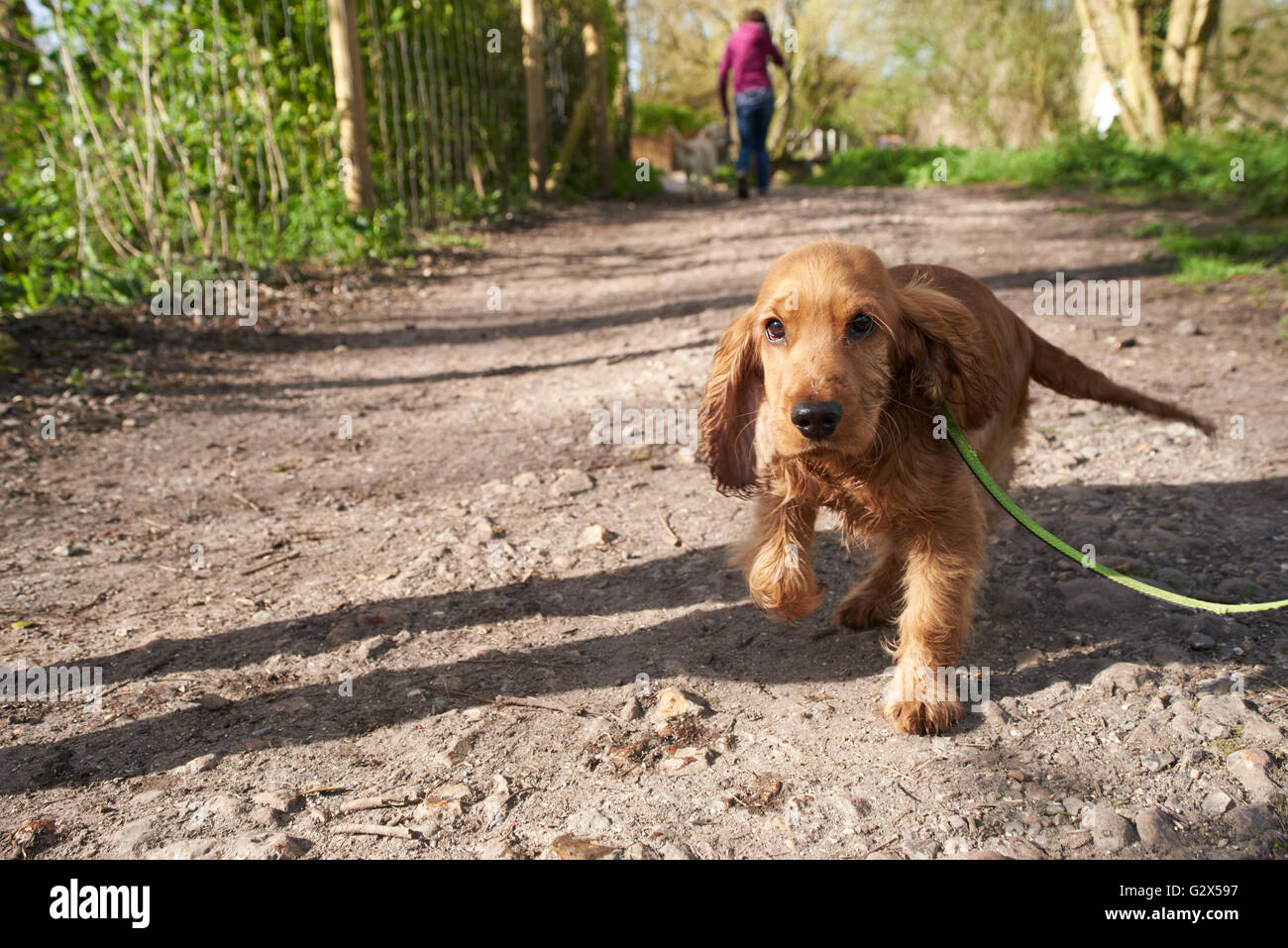 Cocker Spaniel Puppy On Outdoor Walk With Owner Stock Photo Alamy