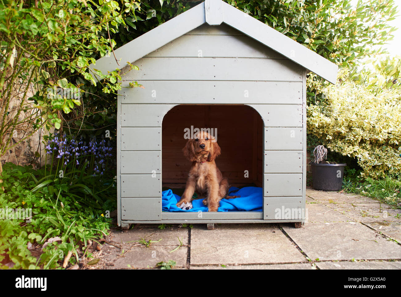 Cocker Spaniel Puppy Sitting In Dog Kennel In Garden Stock Photo