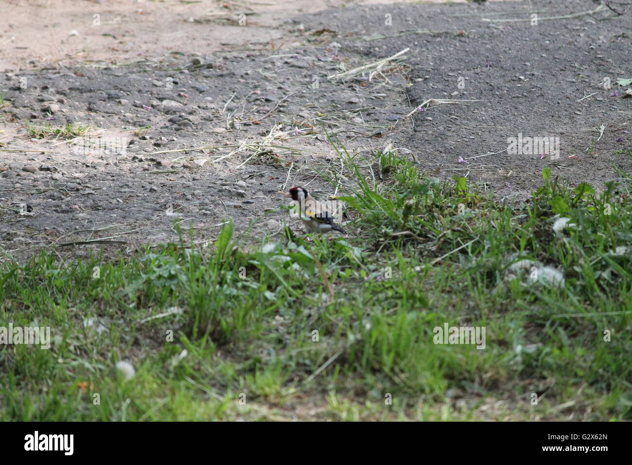 goldfinch feeding seeds of dandelion on road spring morning Stock Photo