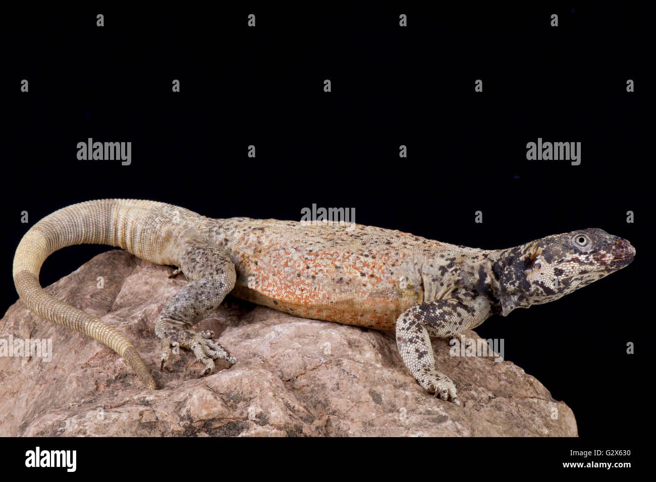 Chuckwalla (Sauromalus ater) Stock Photo