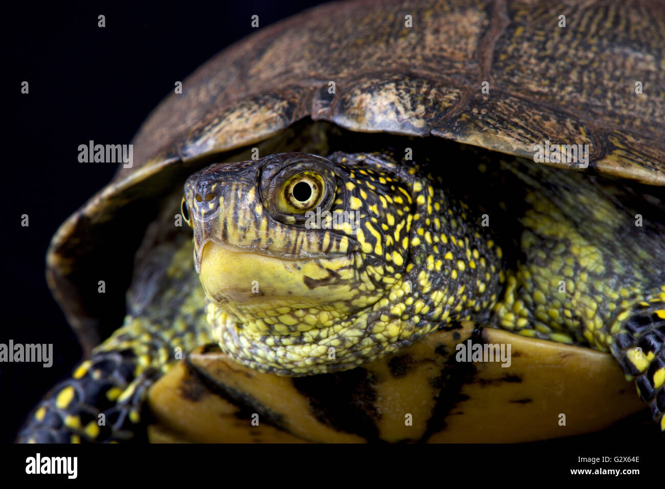 European pond turtle (Emys orbicularis orbicularis) Stock Photo