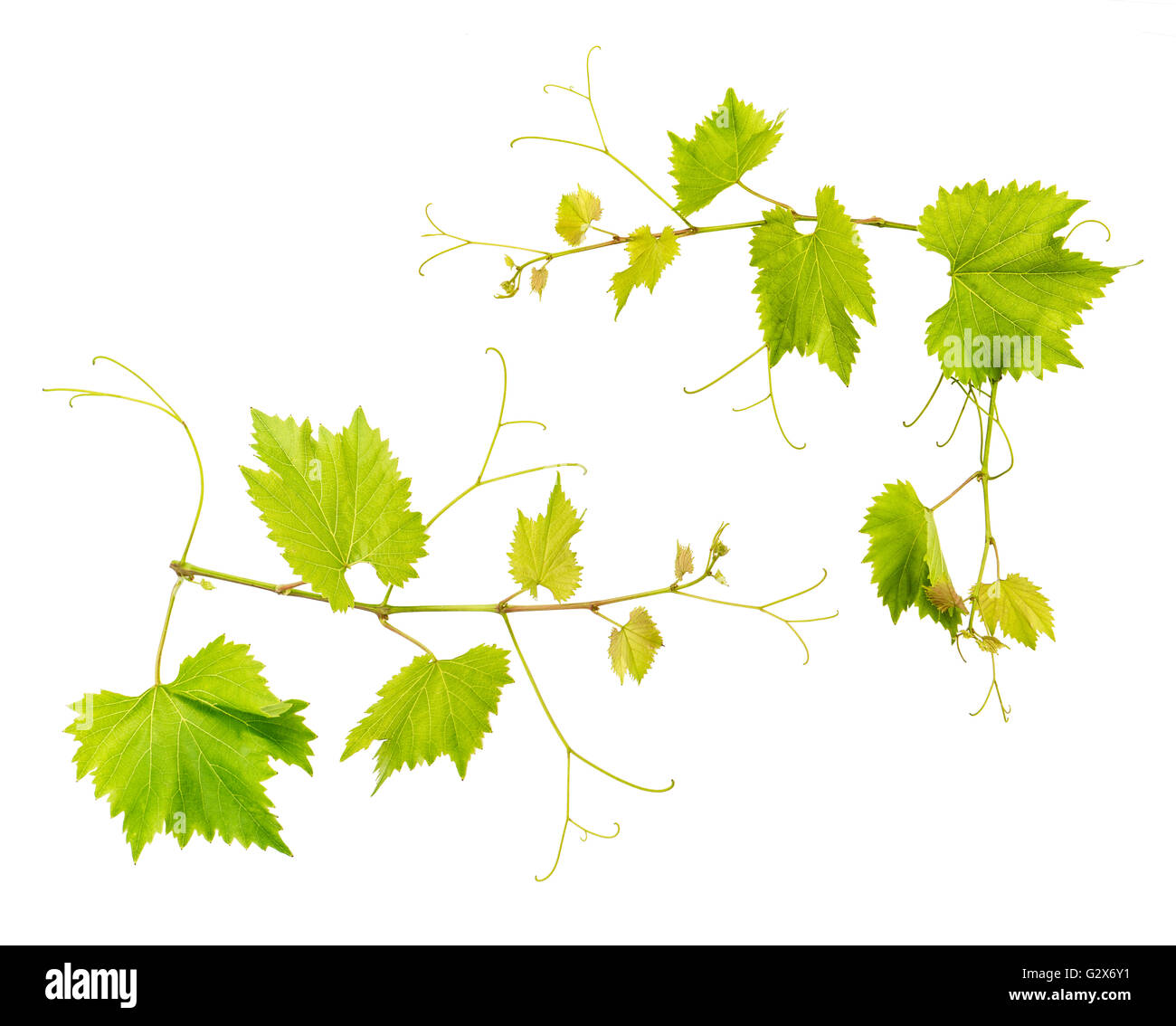 Grape vine leaves isolated on white background. Fresh green leaves. Vine sprig Stock Photo