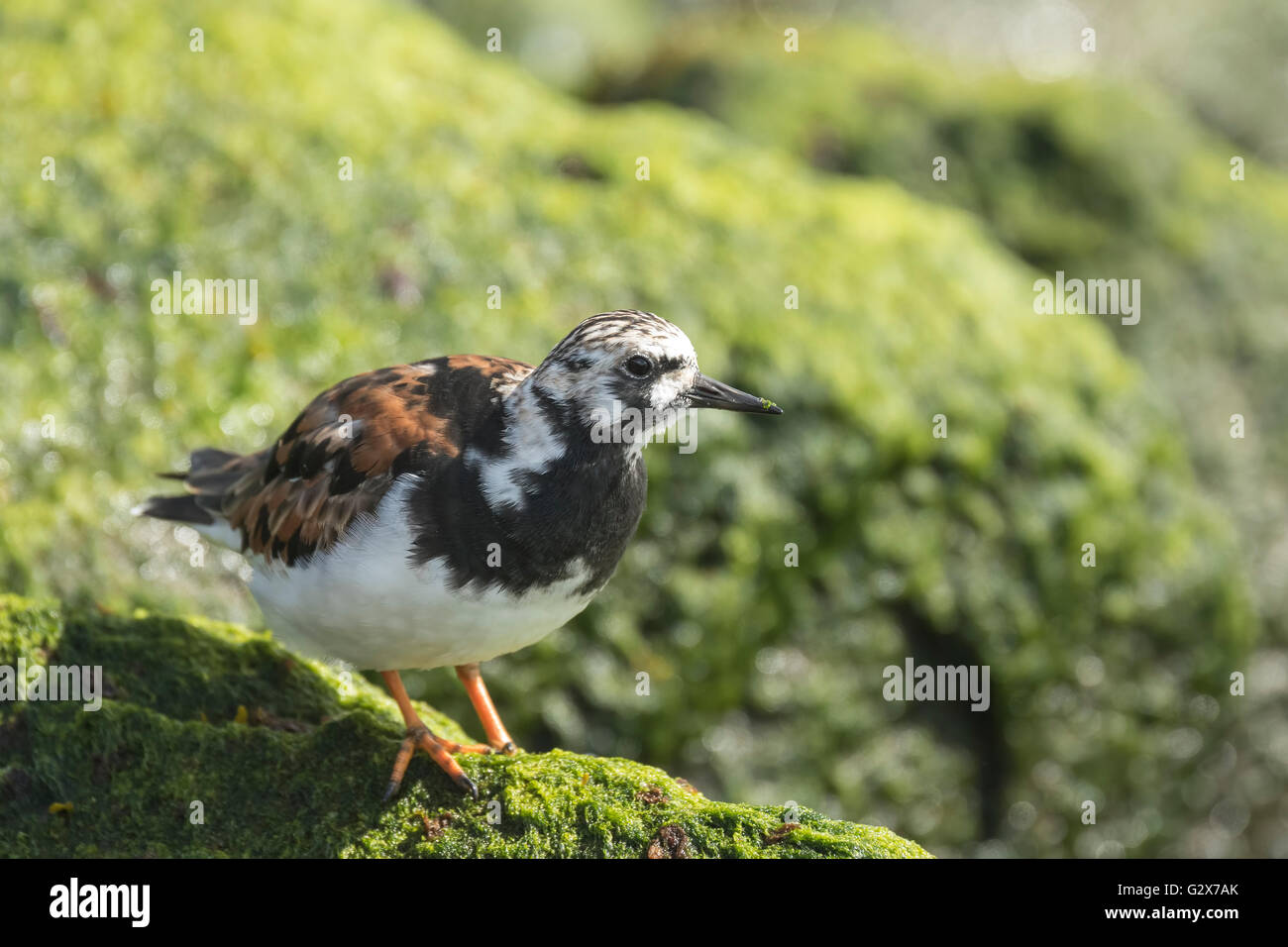 Ruddy turnstone wading bird, Arenaria interpres, foraging in between the rocks at the shore. These birds live in flocks at shore Stock Photo
