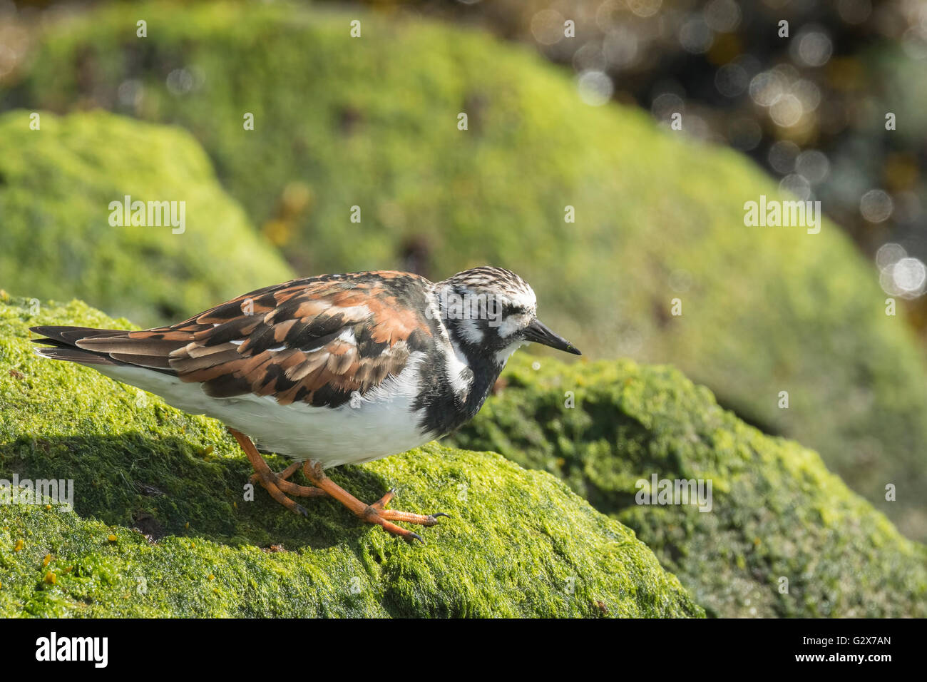 Ruddy turnstone wading bird, Arenaria interpres, foraging in between the rocks at the shore. These birds live in flocks at shore Stock Photo