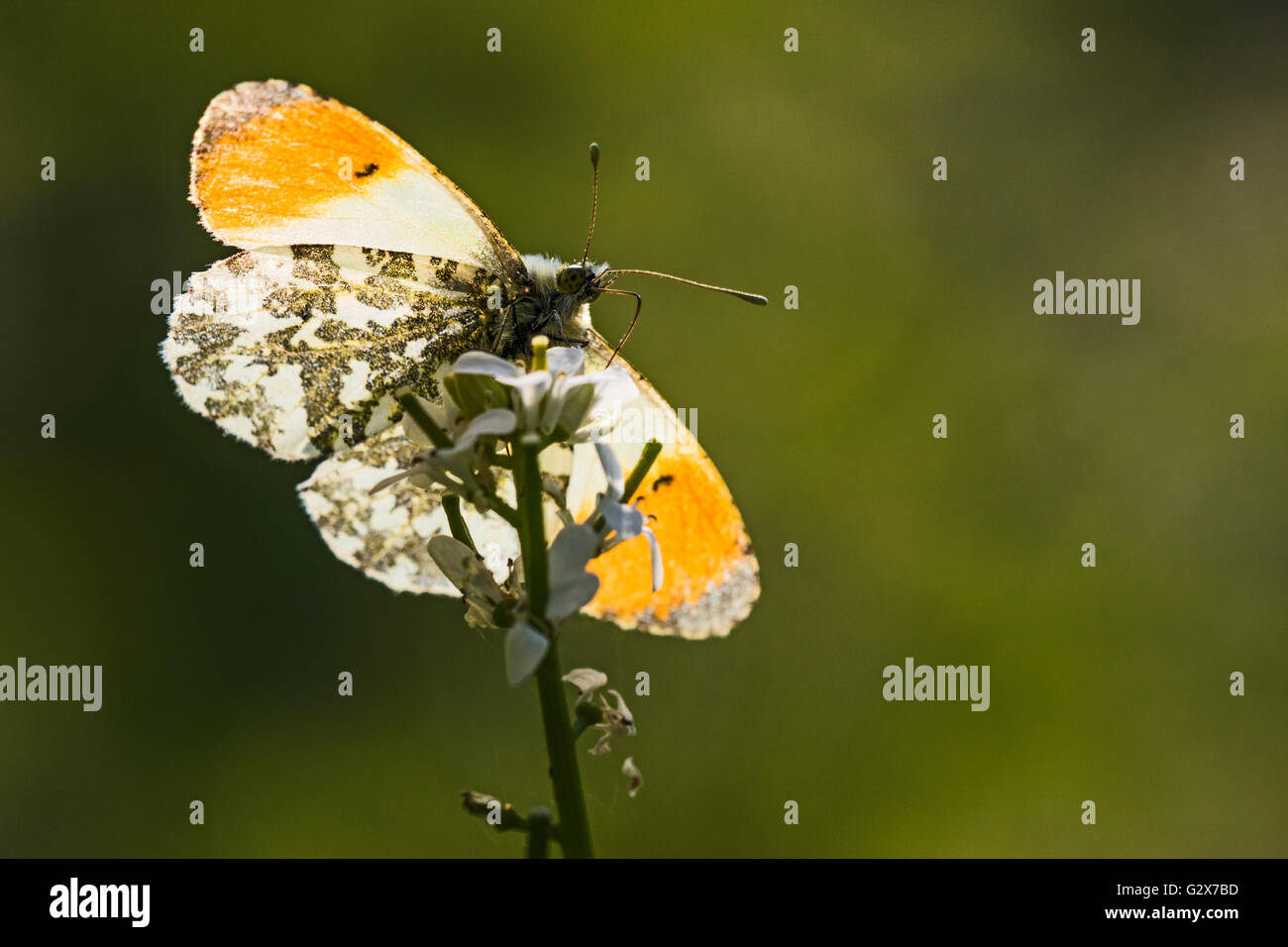 Male Orange Tip butterfly (Anthocharis cardamines nectaring on Garlic Mustard (Alliaria petiolata), Cambridgeshire, England Stock Photo