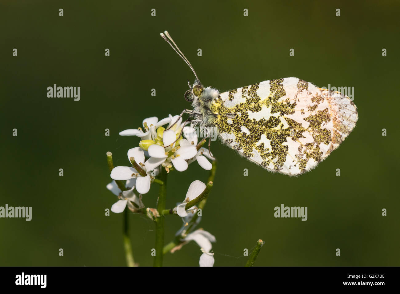 Male Orange Tip butterfly (Anthocharis cardamines) resting on Garlic Mustard (Alliaria petiolata), Cambridgeshire, England Stock Photo