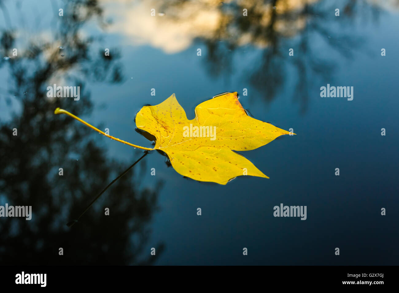 Yellow leaf in water Stock Photo - Alamy