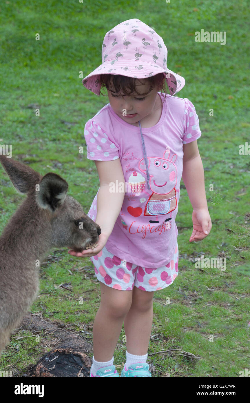 Young girl feeding Western Grey Kangaroo at Lone Pine Koala Sanctuary, Fig Tree Pocket, Brisbane, Queensland, Australia Stock Photo