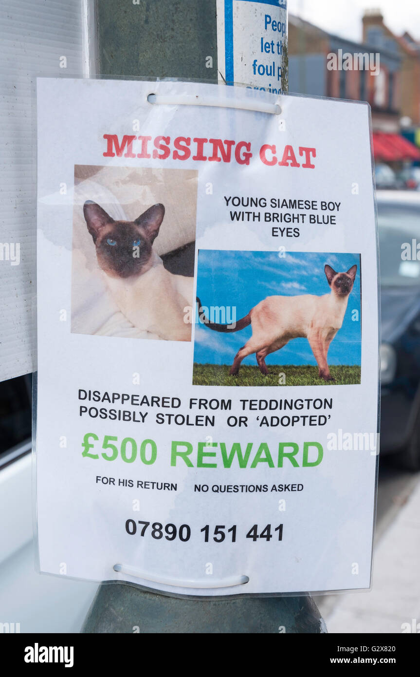 Missing cat notice on lamp post, High Street, Hampton Hill, Borough of Richmond upon Thames, Greater London, England, United Kin Stock Photo