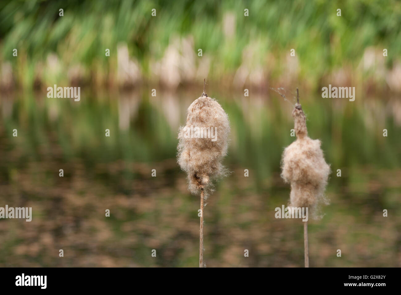 bullrushes up close Stock Photo