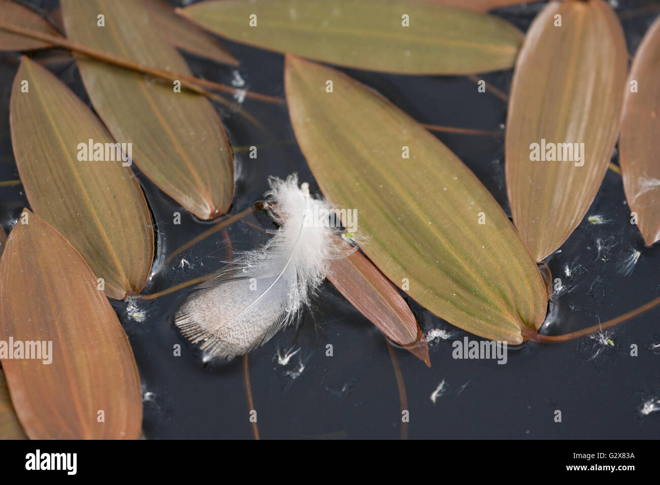 white feather and leaves on water film Stock Photo