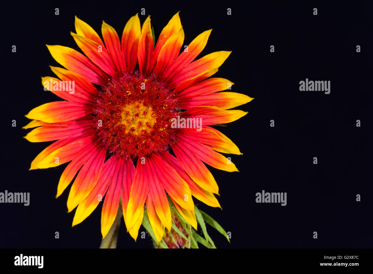 Indian Blanket (Gaillardia pulchella) or Firewheel wildflower full front isolated against black background Stock Photo