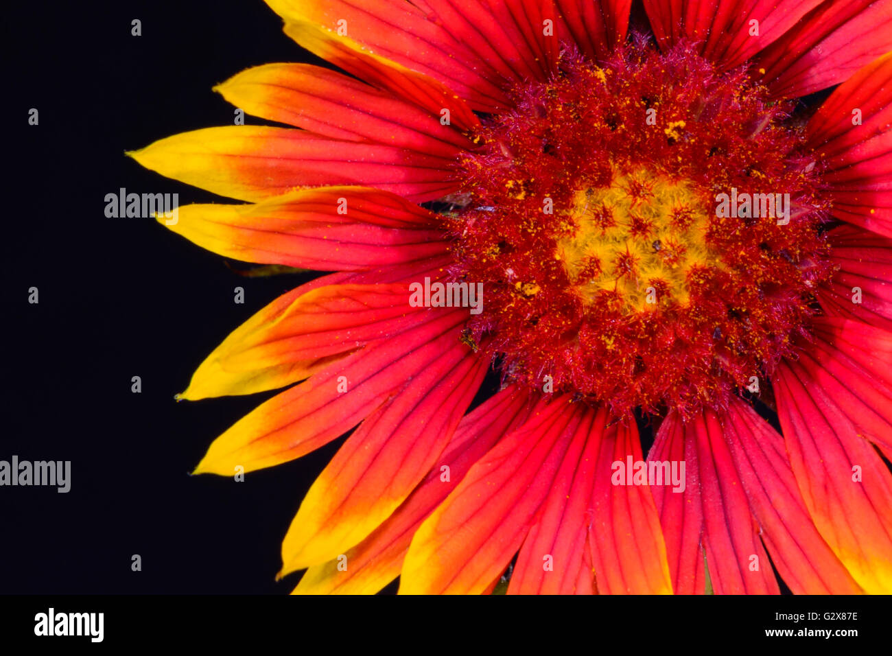 Indian Blanket (Gaillardia pulchella) or Firewheel wildflower front isolated against black background Stock Photo