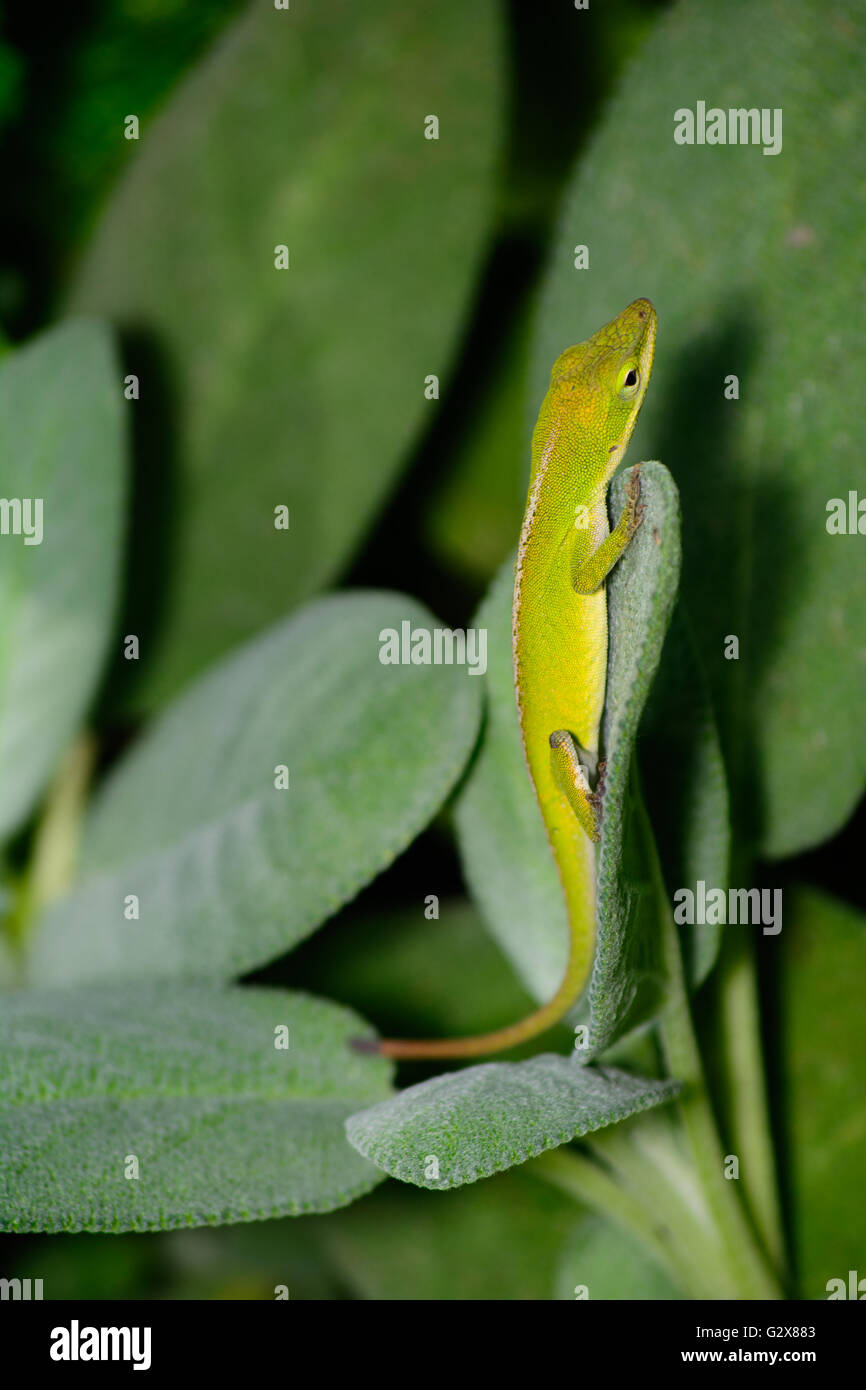 Small Green Anole (Anolis carolinensis) vertical on a sage leaf Stock Photo
