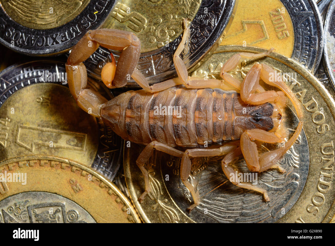 Scorpion on pile of pesos guarding the treasure Stock Photo