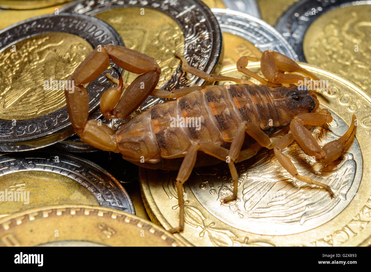 Scorpion guarding its treasure with barbed, venomous tail Stock Photo