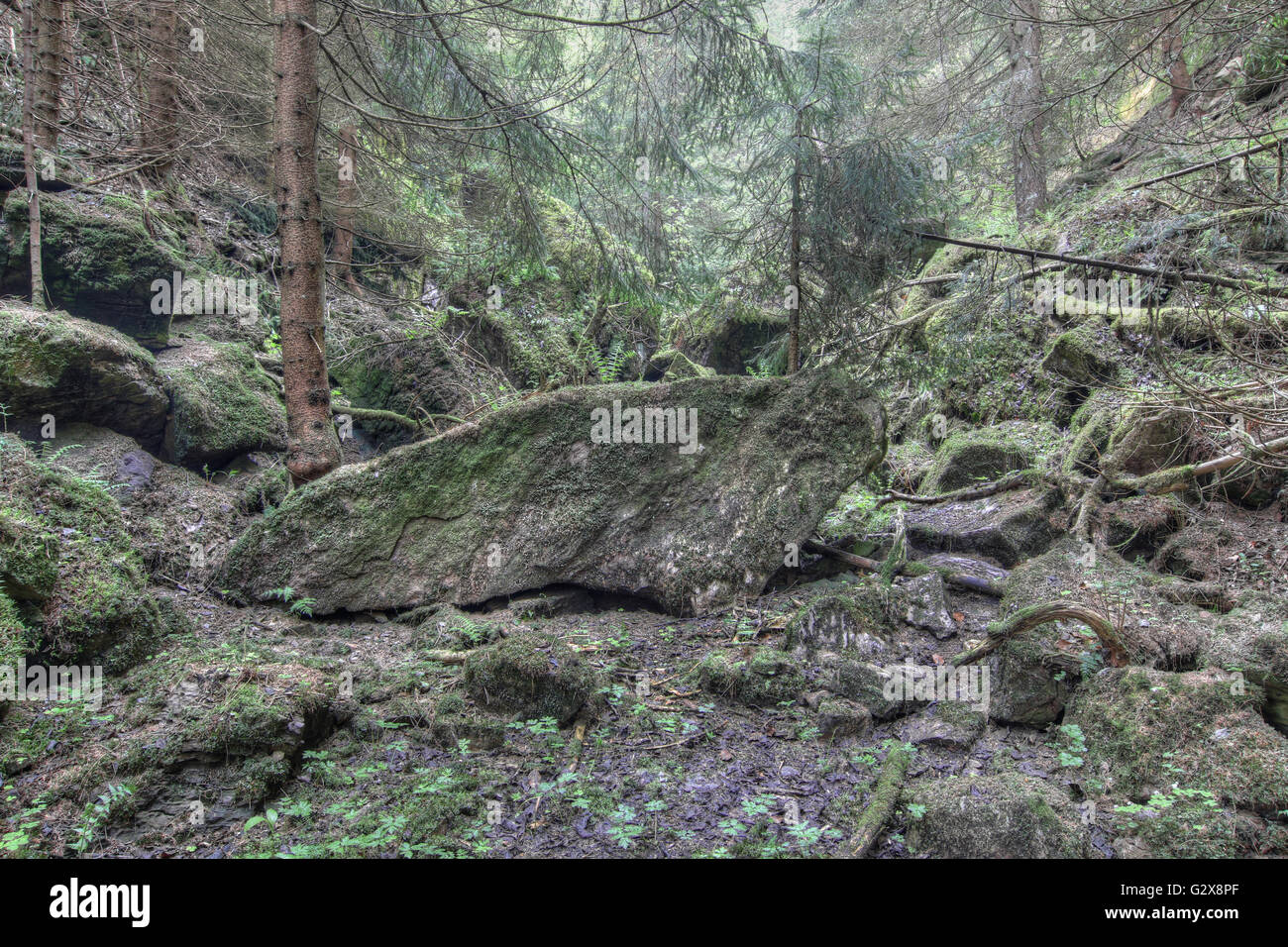Old luxuriant unmanaged forest - luxuriant deserted forest Stock Photo