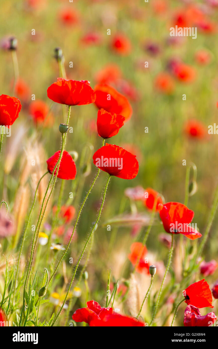 Vivid poppy field in a spring morning. Copy space Stock Photo
