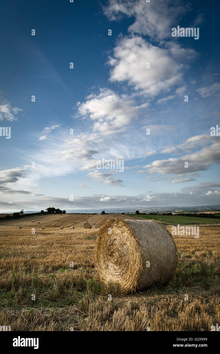 Round Straw Bales in Field of Harvested Barley, Ryedale,North Yorkshire