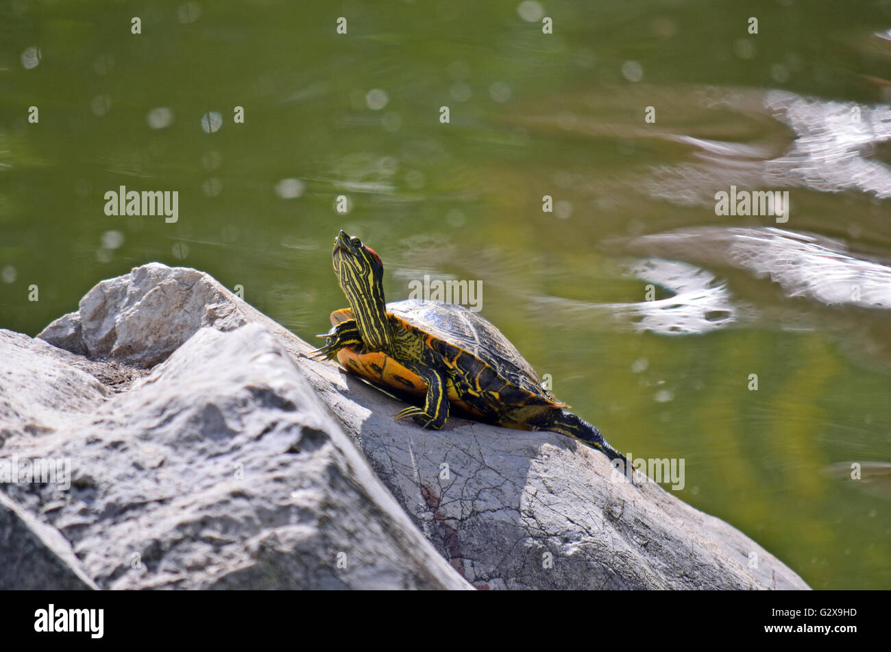 Yellow bellied slider turtle (Trachemys scripta) sunning itself on a ...