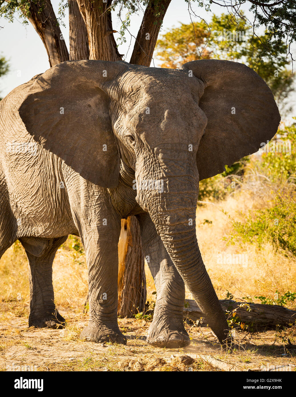 Large African Elephant portrait with ears out wide in Botswana, Africa Stock Photo