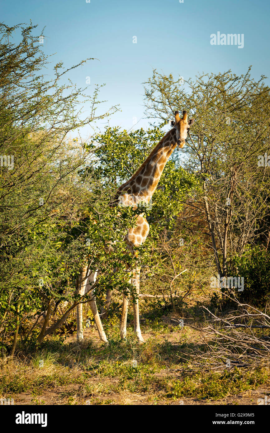 Giraffe with long neck in the wild near Kasane in Botswana, Africa Stock Photo