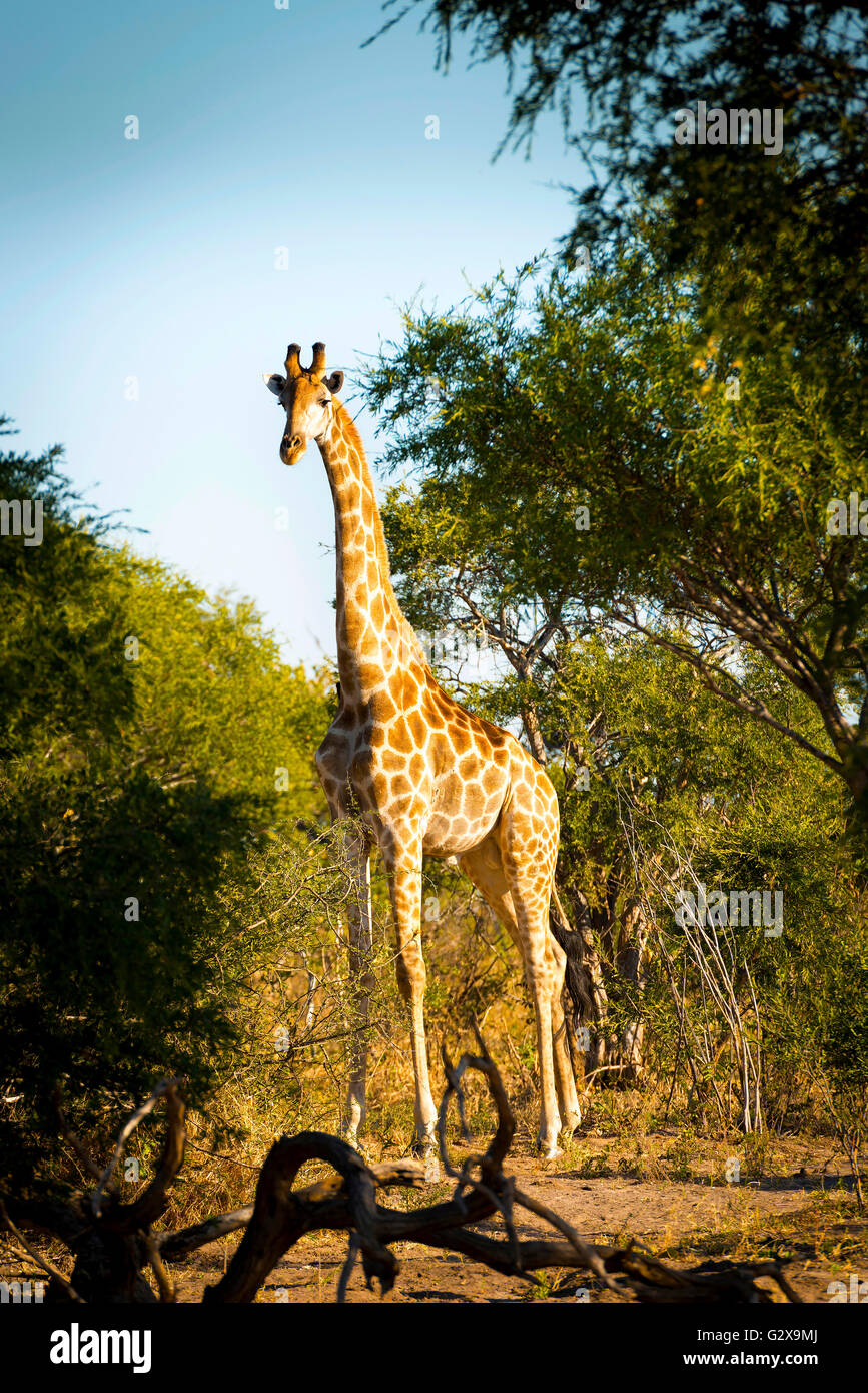 Giraffe with long neck in the wild near Kasane in Botswana, Africa Stock Photo