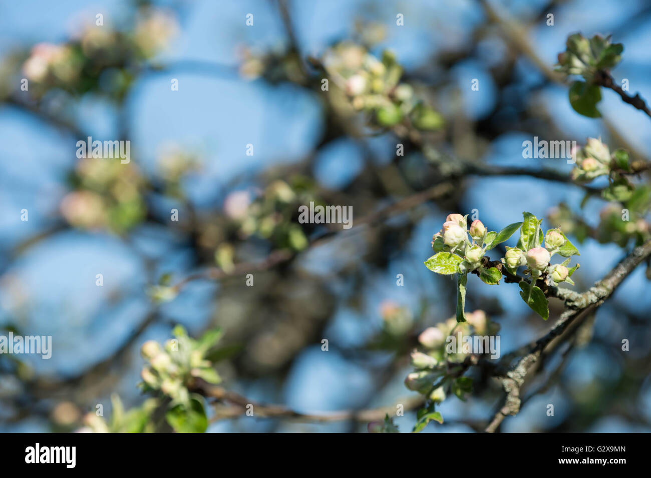 Blooming apple tree against the blue sky Stock Photo - Alamy