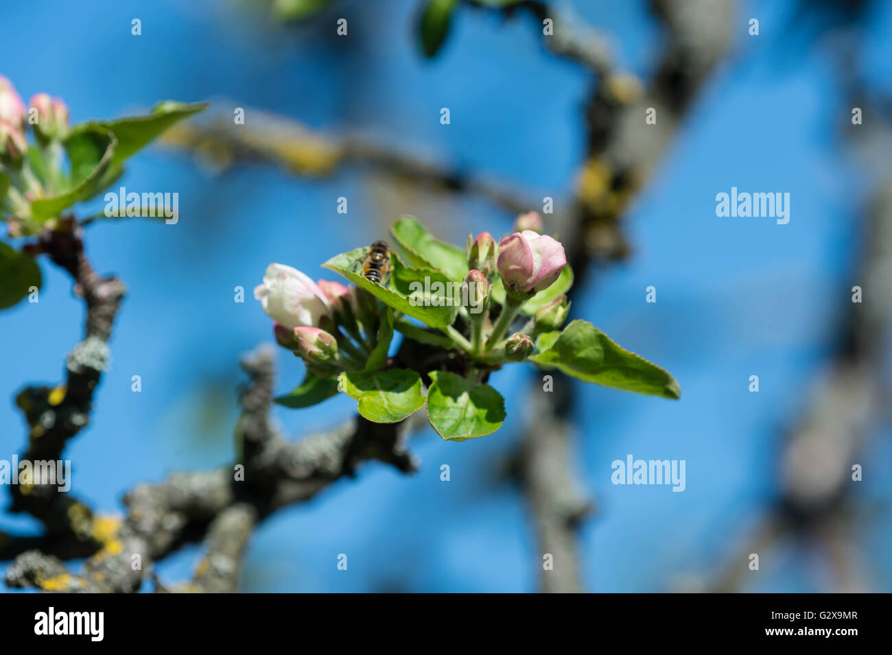 Blooming apple tree against the blue sky Stock Photo - Alamy